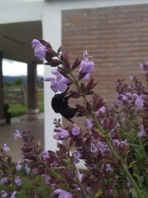 a bunch of purple flowers in front of a building at Cabañas El Descanso in Potrero de Garay