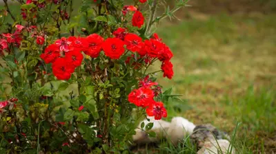 a bunch of red flowers on a plant at Cabañas El Descanso in Potrero de Garay