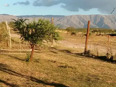 a tree in a field with mountains in the background at La Pirca in Nono