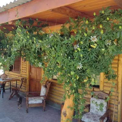 a large green plant on the side of a house at La Pirca in Nono