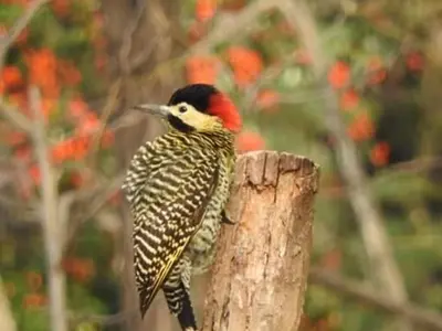 a bird sitting on top of a tree stump at Varuna- en La Casa de Nanda in San Javier