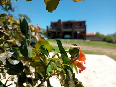 a flower on a tree with a building in the background at Mardi - Departamentos de alquiler temporario in Bialet Massé