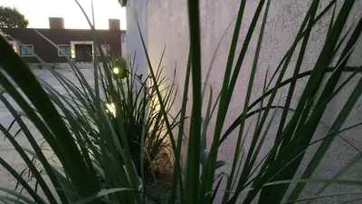 a plant in a pot next to a wall at Ayres de Merlo Aparts in Merlo