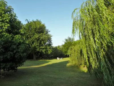 a tree with two dogs walking in a field at Le Bel-Edén in Villa General Belgrano