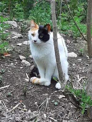 a black and white cat sitting on the ground at Le Bel-Edén in Villa General Belgrano