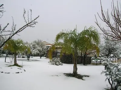 a yard covered in snow with palm trees at Posada Los Antiguos-Adults Only in Merlo