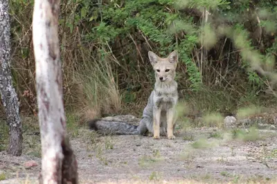 a coyote sitting on the ground in the woods at Al Encuentro Casas de Montaña in Nono