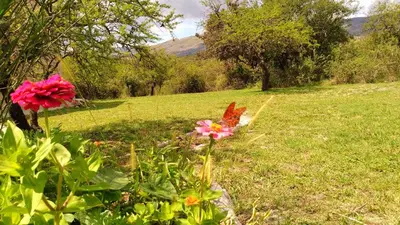 a butterfly sitting on some flowers in a field at Al Encuentro Casas de Montaña in Nono