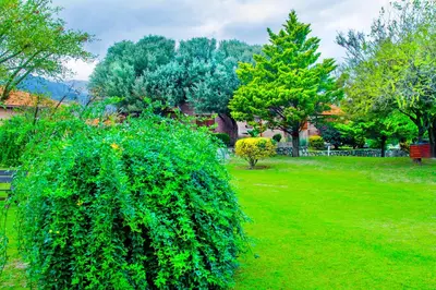 a large green bush in a yard with trees at Complejo Vip Houses in Merlo