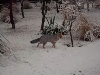 a coyote walking through the snow in a garden at Casitas Volver a Nacer in Carpintería