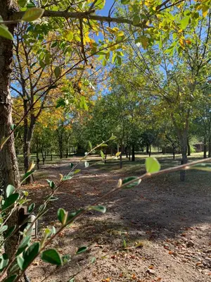a park with trees and leaves on the ground at El Camino Viejo Cabañas in Villa General Belgrano