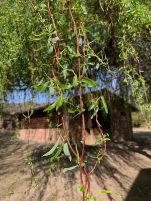 a tree with lots of green leaves and red branches at El Camino Viejo Cabañas in Villa General Belgrano
