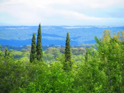 a group of cypress trees in the middle of a forest at Chalet Suisse Posada & SPA - Adults only in Villa General Belgrano
