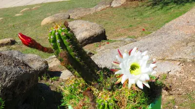 a succulent plant with a white flower on the rocks at Los Ancares Resort in Mina Clavero