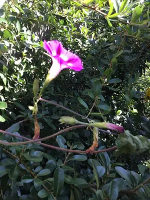 a pink flower is growing on a tree at La Soleada casas de campo in Nono