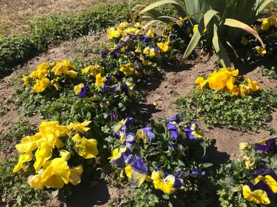 a bunch of yellow and purple flowers in a garden at La Soleada casas de campo in Nono