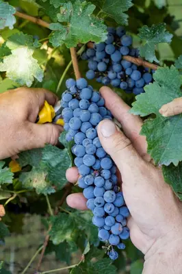 a person is holding onto a bunch of grapes at Terrazas de Belgrano - Club de Montaña in Villa General Belgrano