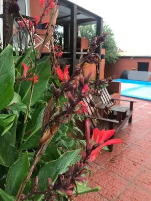 a plant with red flowers and a bench next to a pool at Alondra Apart in Villa Cura Brochero