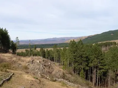 a group of trees on a hill with mountains in the background at Los Abedules Cabañas in Villa Alpina
