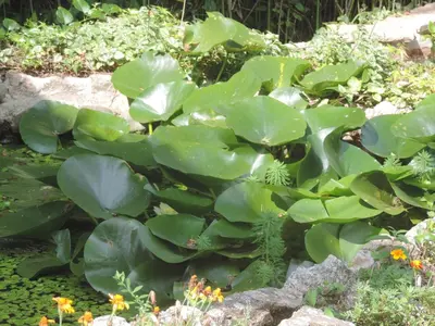 a plant with large green leaves in a garden at Las Verbenas Hotel in La Cumbrecita