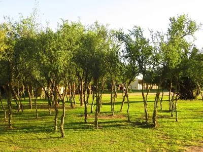 a group of trees in a field of grass at La Catalina Suites de Campo in Nono