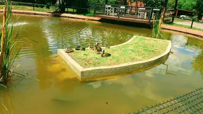 a group of ducks sitting on a island in a pond at Balcón del Río, Hotel de Campo y Cabañas in Mina Clavero
