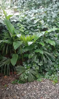 a bunch of green plants in a garden at La Guadalupana in Mina Clavero
