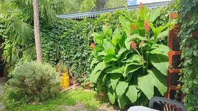 a garden with a yellow fire hydrant next to a fence at La Guadalupana in Mina Clavero