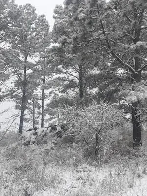 a black and white photo of a group of trees at Mirador de Atuq - Casa Serrana in Villa Yacanto