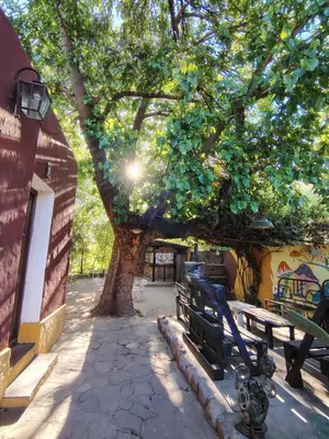a park bench under a tree next to a building at Andamundos Hostel in Mina Clavero