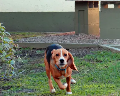 a brown and black dog running in the grass at Duplex del Sol in Villa Carlos Paz