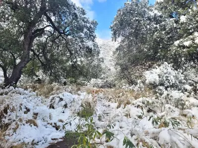 a snow covered field with trees and grass at Alma Valiente in Merlo