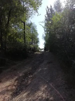 a dirt road with trees on the side of it at Las zarinas 2 in Trapiche