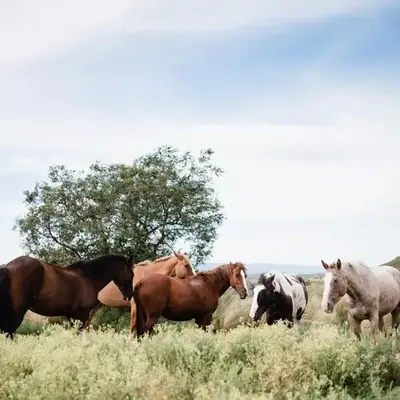 Estancia Acuarela del Río