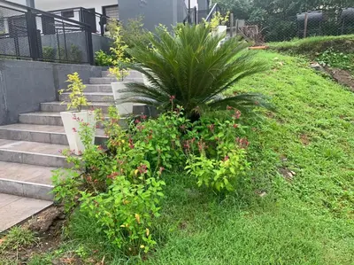 a palm tree in the grass next to some stairs at COMPLEJO AYRES DE MAYU SUMAJ in Villa Carlos Paz