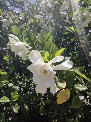 two white flowers on a tree with leaves at Villa Coca -Los Jilgueros- in La Bolsa