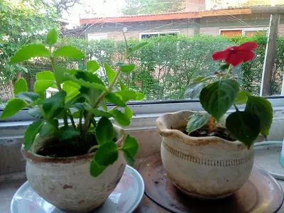 two potted plants sitting on a table in front of a window at MONOAMBIENTES LOS SAUCES in Mina Clavero