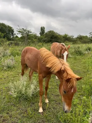 two horses standing in a field eating grass at Cabañas Sueño Dorado in Potrero de Garay