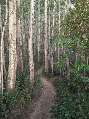 a dirt trail in a wooded area with trees at Cabañas Sonnenblumen in Potrero de Garay