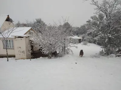 a dog walking in the snow in front of a house at 7 esencias in Villa Yacanto