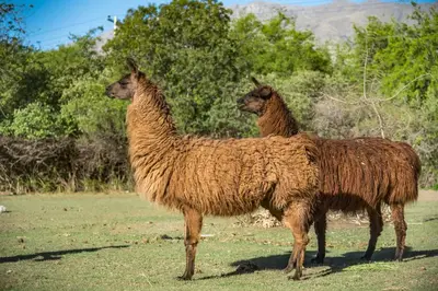 two llamas standing next to each other in a field at Posada El Pucara in San Javier