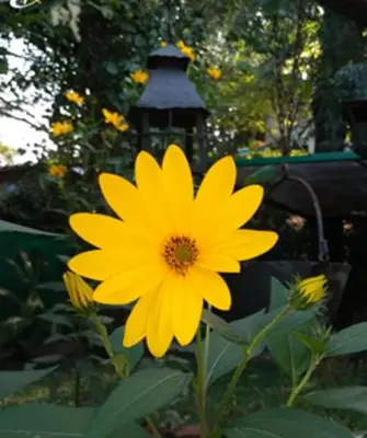 a yellow flower in a garden with a light at Lo de la Omi in Villa General Belgrano