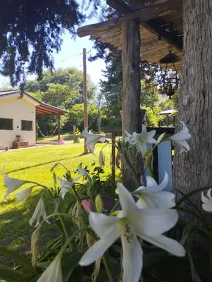 a group of white flowers in front of a tree at Las Brisas casas de campo un lugar para soñar in San Antonio de Arredondo