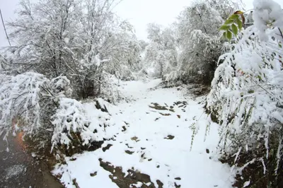 a snow covered path with trees and bushes at I Víla in Villa Carlos Paz