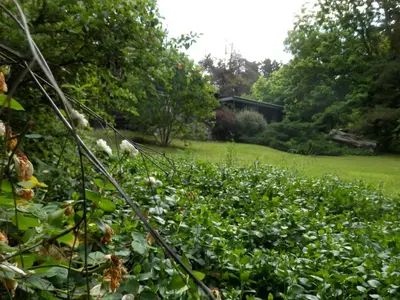 a garden with white flowers in the foreground at Manantial Hostería & Cabañas in Nono