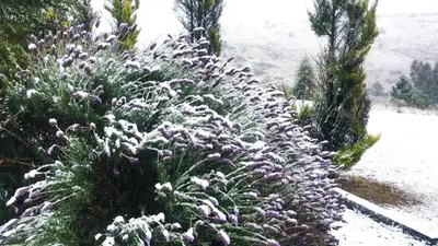 a snow covered plant with purple flowers in a garden at Cabaña julian in La Cumbrecita