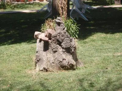 a tree stump sitting in the grass next to a tree at Hosteria de la Villa ** in Villa Cura Brochero