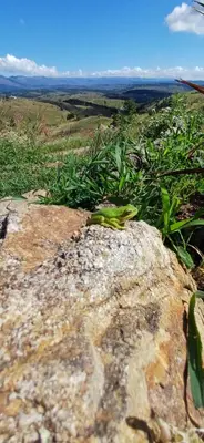 a green lizard sitting on top of a rock at Cabaña Esquina Siracusa in Villa Yacanto