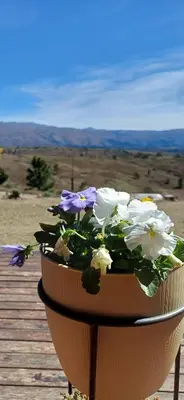 a pot of flowers sitting on a wooden deck at Cabaña Esquina Siracusa in Villa Yacanto
