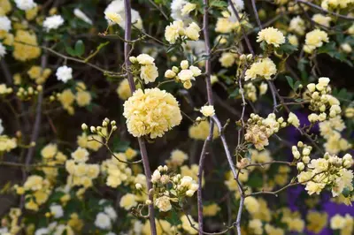 a bunch of yellow flowers on a tree at Alas Mágicas in Villa Yacanto